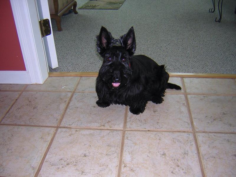Laney- Scottish Terrier