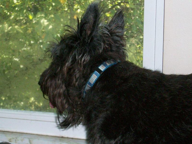 Sami- Scottish Terrier