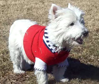 Ralph Henry- Westie