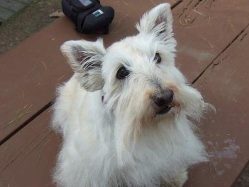 Laney- Scottish Terrier