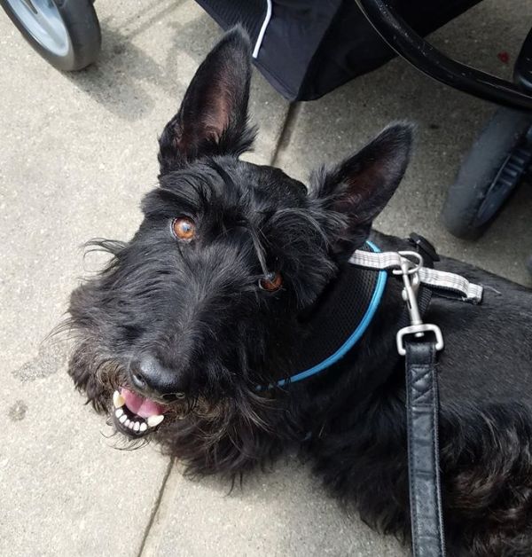 scottie looking up