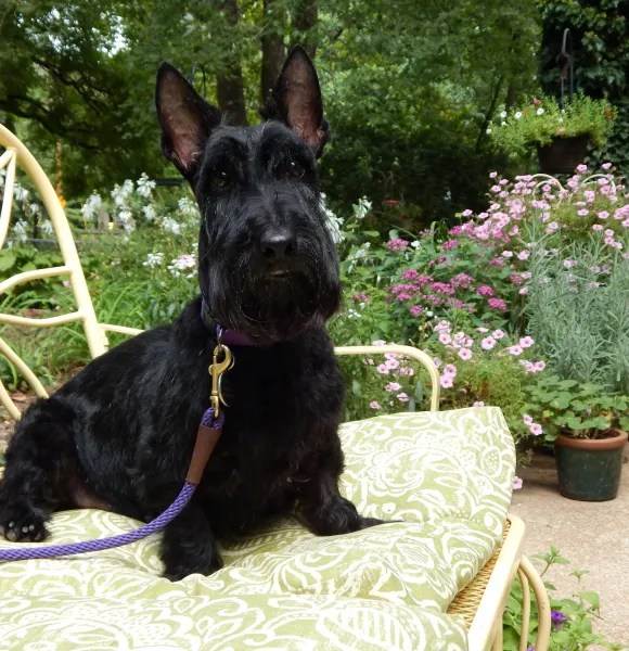 Scottie Rescue Shoppe
